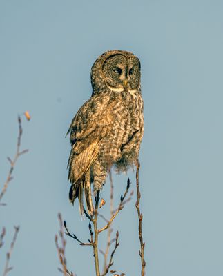Great Gray Owl.jpg