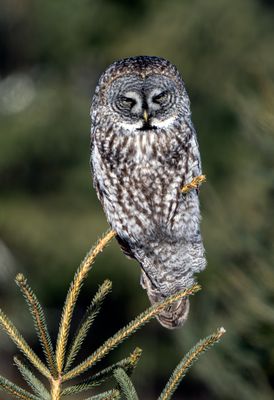 Great Gray Perched.jpg