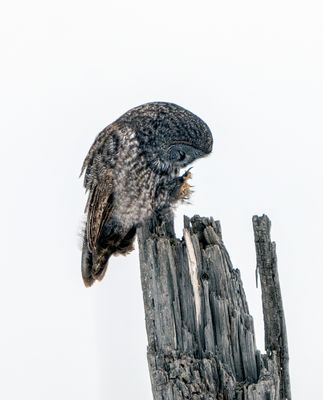 Great Gray Preening.jpg