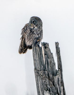 Great Gray Scoping Prey.jpg