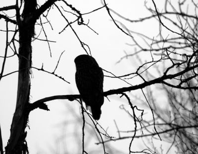 Great Gray Silhouette.jpg