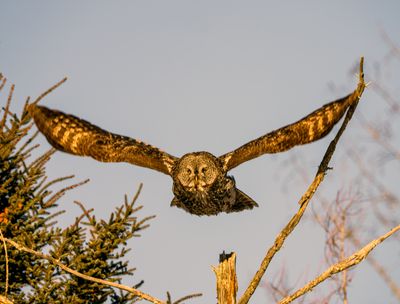 Great Gray Taking Flight.jpg