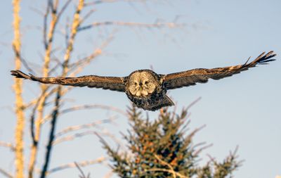 Great Gray Taking Wing.jpg