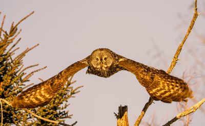 Great Gray Wings Spread.jpg