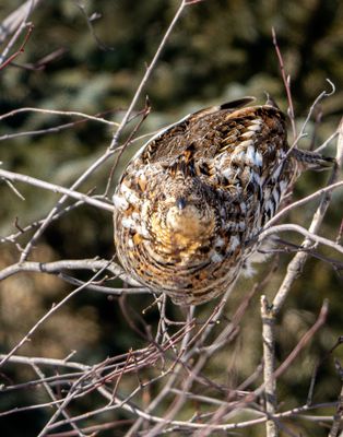 Grouse Head On.jpg
