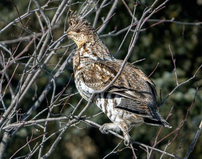 Grouse in the Brush.jpg