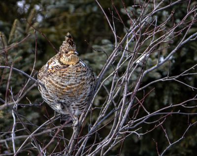 Grouse in the Tree.jpg