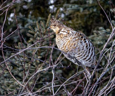 Grouse Looking Left.jpg