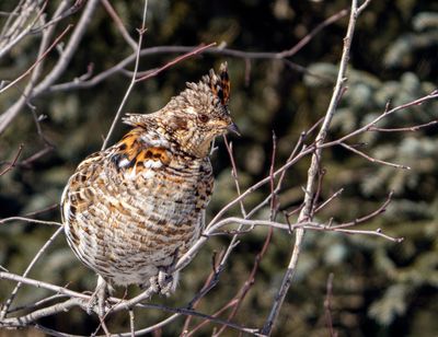 Grouse Looking Right.jpg