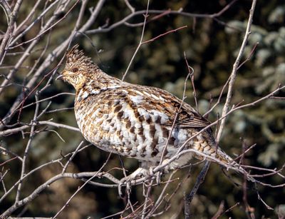 Grouse on a Branch.jpg