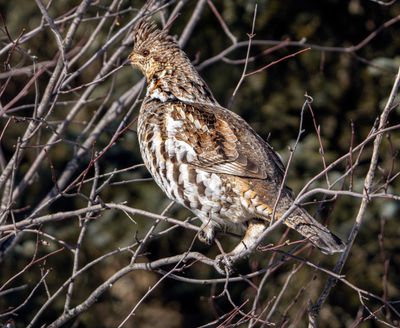 Grouse.jpg