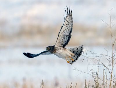 Harrier in Flight.jpg