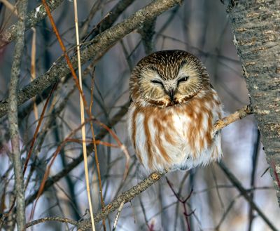 Northern Saw-Whet on a Crossing Twig.jpg