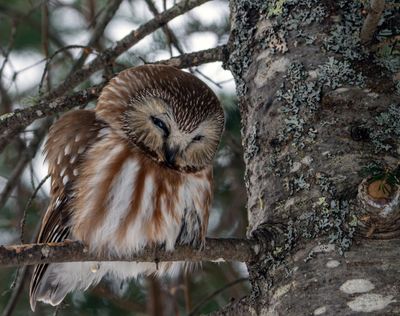 Northern Saw-Whet Owl Looking Down.jpg