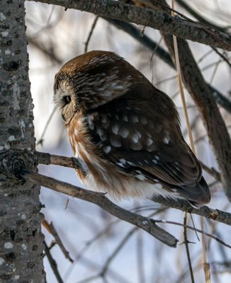 Northern Saw-Whet Owl Looking Left.jpg