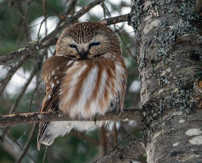 Northern Saw-Whet Owl.jpg