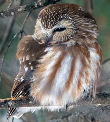 Northern Saw-Whet.jpg