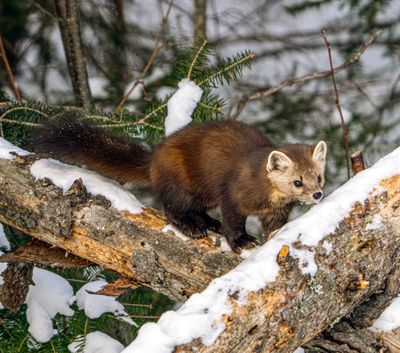 Pine marten at the junction.jpg
