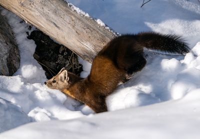 Pine Marten bounding in the Snow.jpg