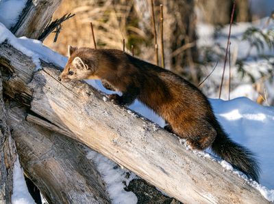 Pine Marten Climbing Up the Log.jpg