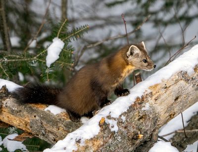 Pine marten Getting ready to climb.jpg