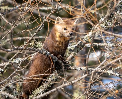 Pine Marten Hiding in the Tree.jpg