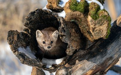 Pine Marten in a Log.jpg