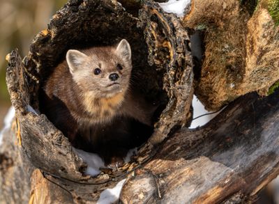 Pine Marten in the Log Looking Up.jpg