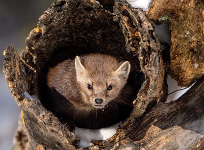 Pine Marten in the Log.jpg