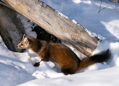 Pine Marten in the Snow.jpg