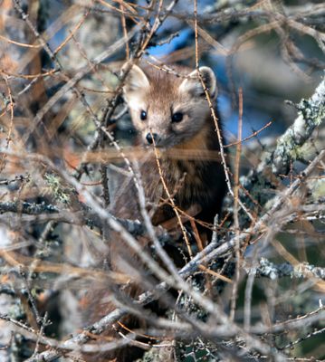 Pine Marten in the twigs.jpg