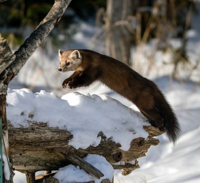 Pine Marten Leap.jpg