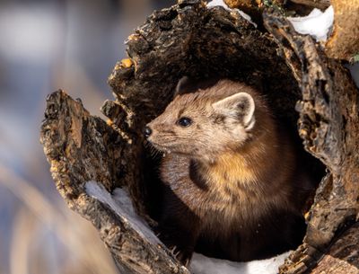 Pine Marten Looking Out of a Hollow Log.jpg