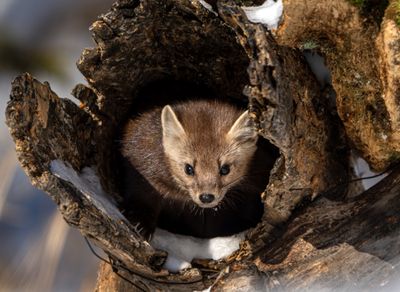 Pine Marten Looking Out of a Log.jpg