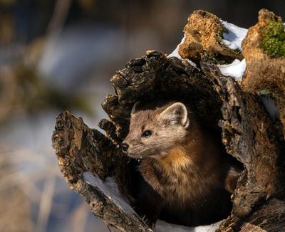 Pine Marten Nestled in a Log.jpg