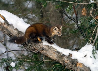 Pine Marten on a Log.jpg