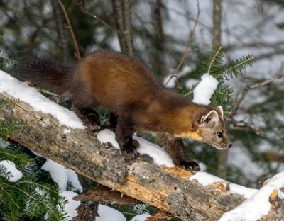 Pine Marten on a Snowy Log.jpg