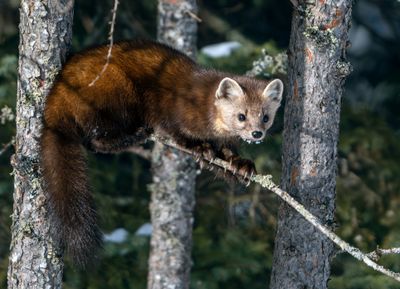 Pine Marten out on a limb.jpg