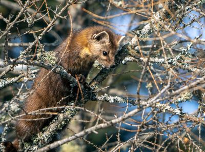 Pine Marten Peering Through the Tree.jpg