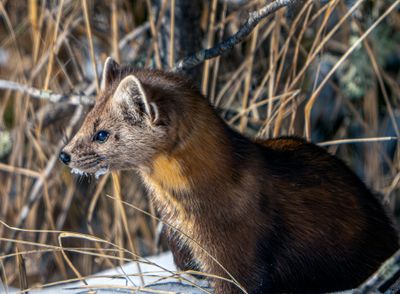 Pine Marten Profile.jpg