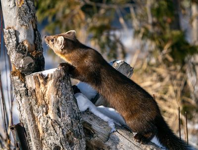Pine Marten sniffing around.jpg