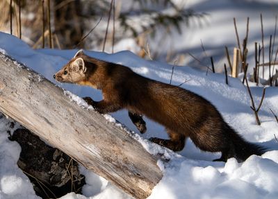 Pine Marten starting the climb.jpg