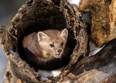 Pine Marten Teeth.jpg