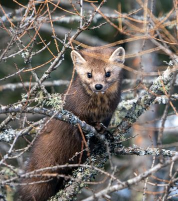 Pine Marten Through the Brush.jpg