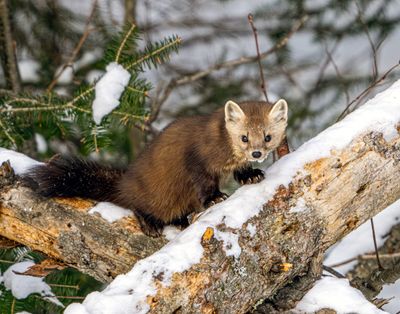 Pine marten.jpg