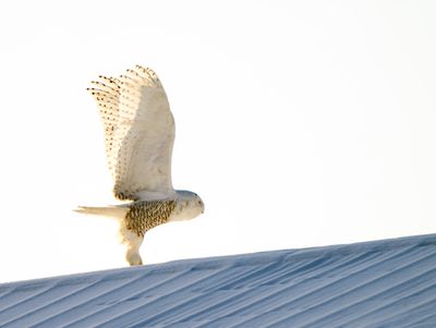 Snowy Owl Flying Over the Roof.jpg