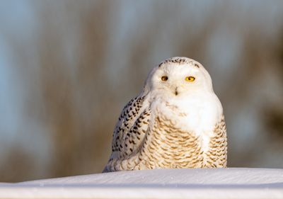 Snowy Owl in the Morning Light.jpg