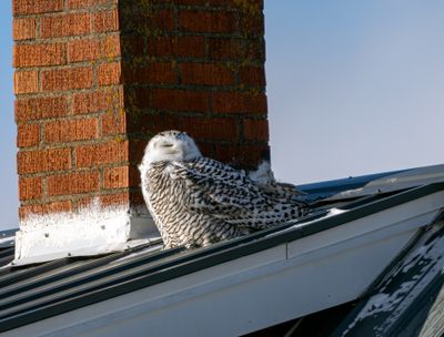 Snowy Owl on a Roof.jpg