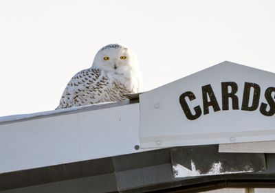 Snowy Owl on the Cards roof.jpg