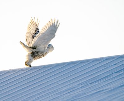 Snowy Owl Taking Flight.jpg